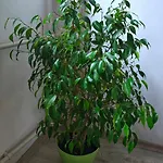 Gh With Private Parking