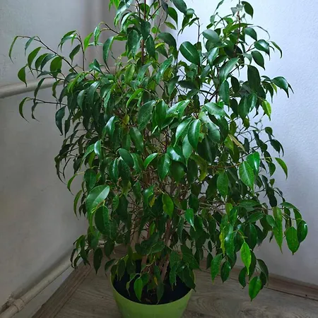 Gh With Private Parking