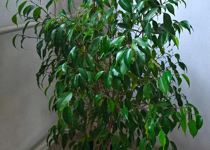 Gh With Private Parking